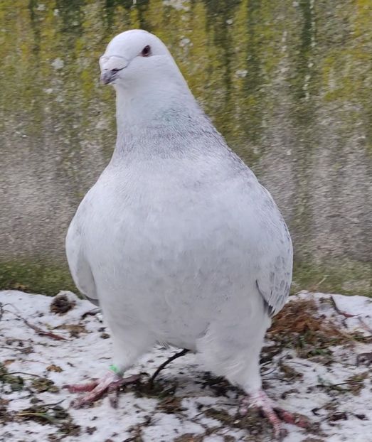 45 - c- MLODE 2025 YOUTH