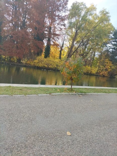 Imagine WhatsApp 2025-11-03 la 11.56.21_8c482258 - 2025 BUNICA in Parc 3 nov