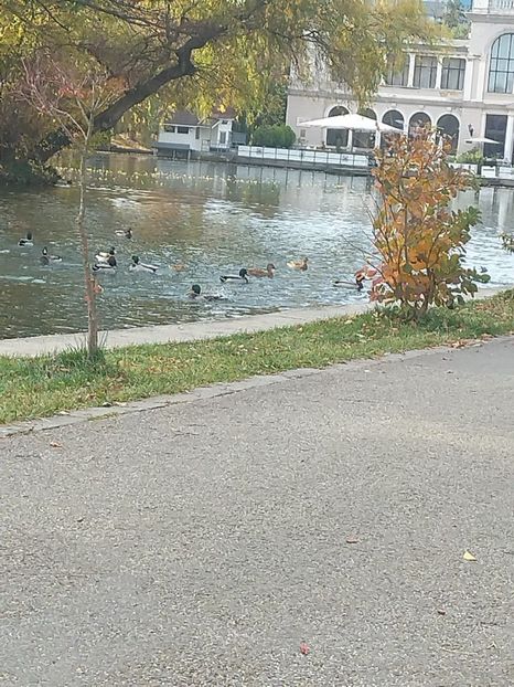 Imagine WhatsApp 2025-11-03 la 12.01.40_5ddbf977 - 2025 BUNICA in Parc 3 nov