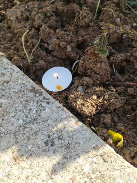 Imagine WhatsApp 2025-10-30 la 15.53.23_c4971af9 - 2025 MORMĂNT 30 oct