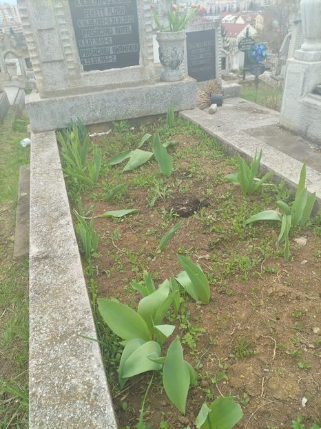 Imagine WhatsApp 2025-04-12 la 16.29.19_4e8216e0 - 2025 MORMĂNT 12 APRILIE