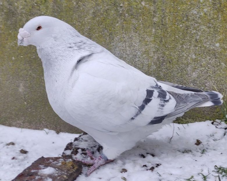 PL20-JRS1 ARCHIWUM - a- SAMCE- Males