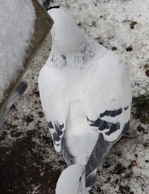 PL20-JRS1 - a- SAMCE- Males