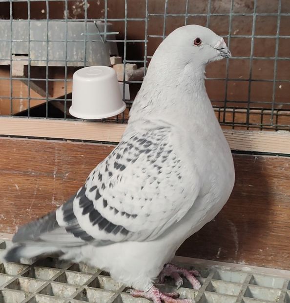 PL22-A2372 - b- SAMICZKI-Females