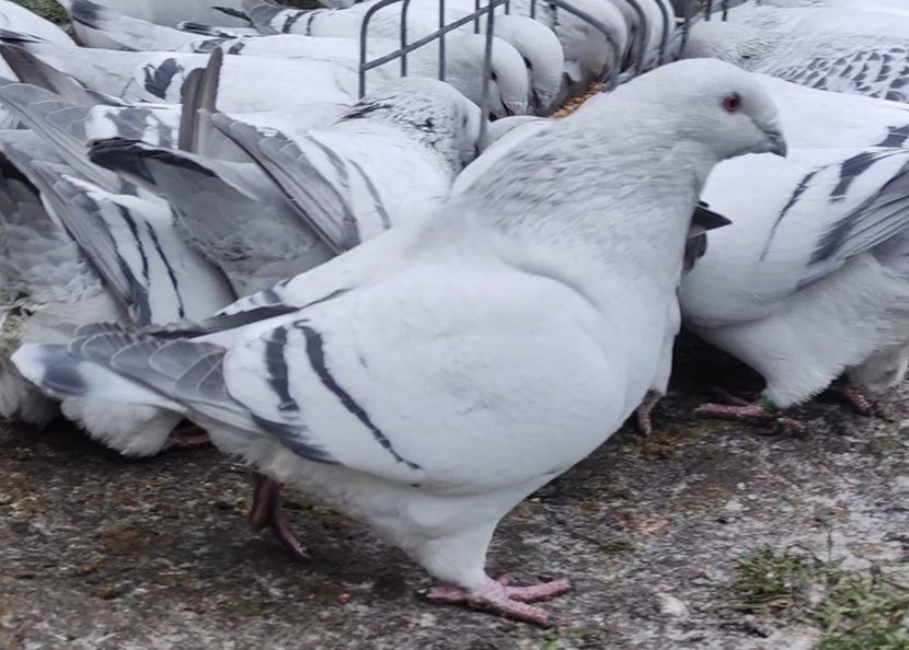 PL24-JRS16 - b- SAMICZKI-Females