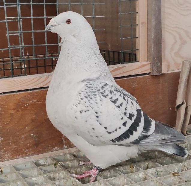 PL22-A2372 - b- SAMICZKI-Females