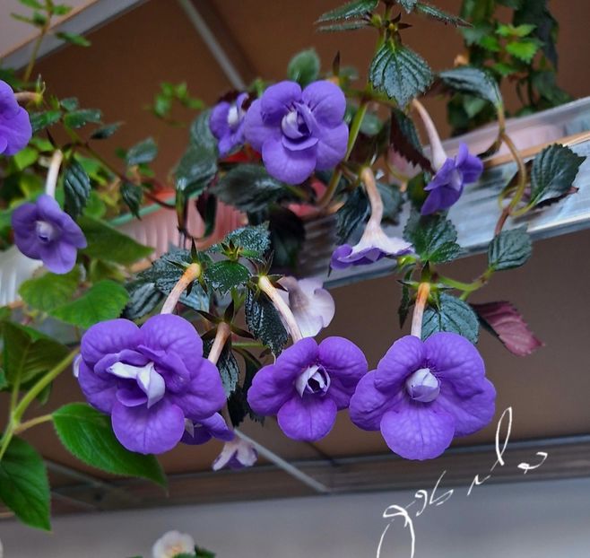 Luke Leung - A Pachet nr 8 rezervat