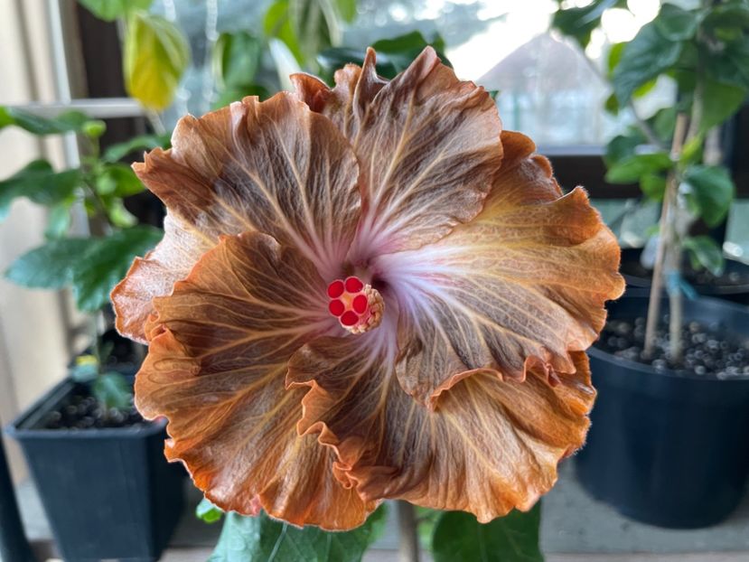  - 0006 - Hibiscusi 2026