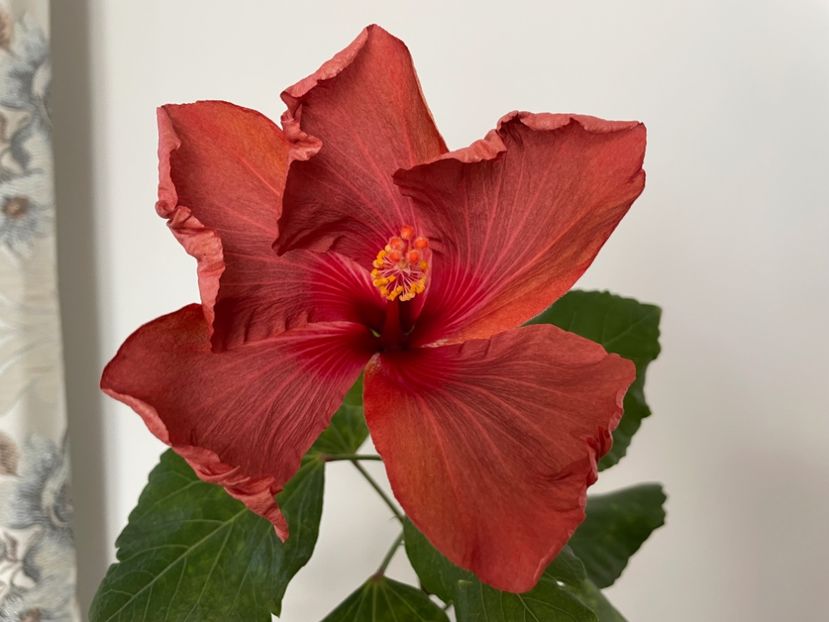  - 0006 - Hibiscusi 2026