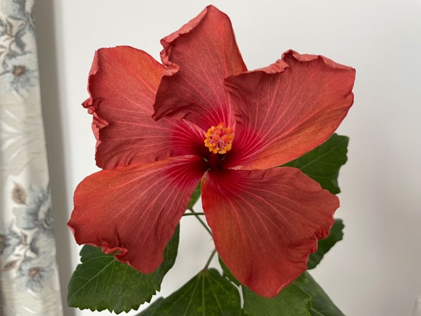  - 0006 - Hibiscusi 2026