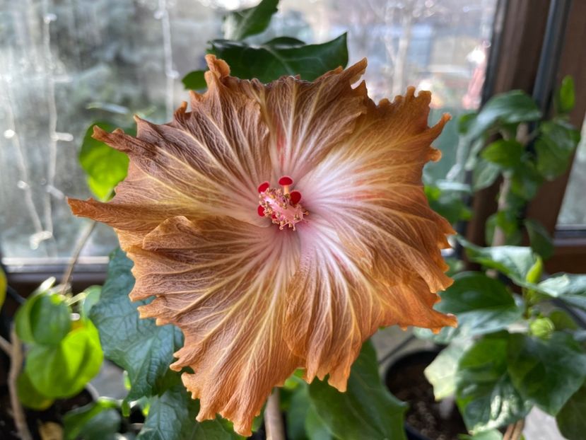  - 0006 - Hibiscusi 2026