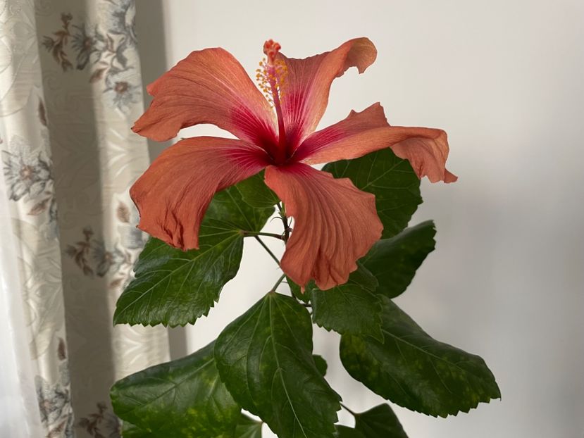  - 0006 - Hibiscusi 2026