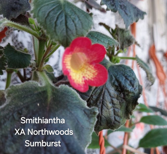  - 2026 - Smithiantha