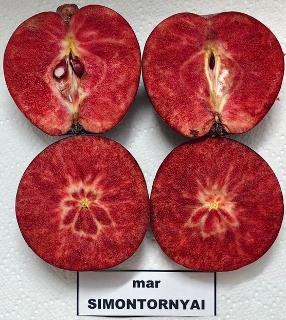  - SIMONTORNYAI ---- pulpa rosie