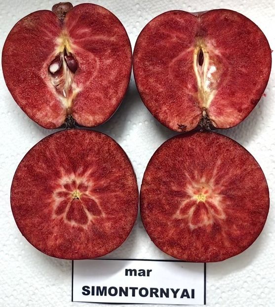  - SIMONTORNYAI ---- pulpa rosie