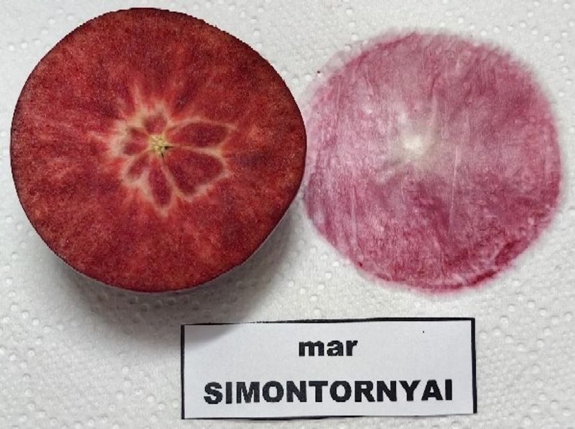  - SIMONTORNYAI ---- pulpa rosie