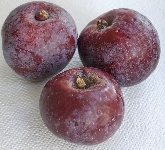  - SIMONTORNYAI ---- pulpa rosie