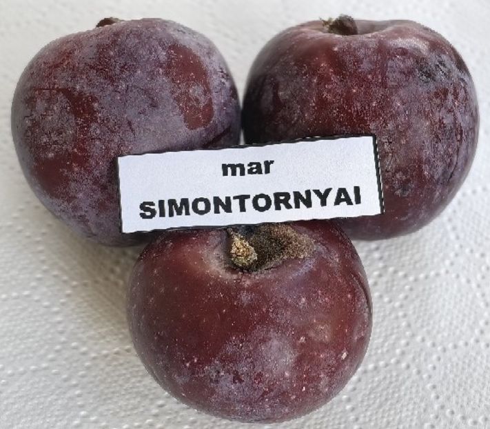  - MERI CU PULPA ROSIE