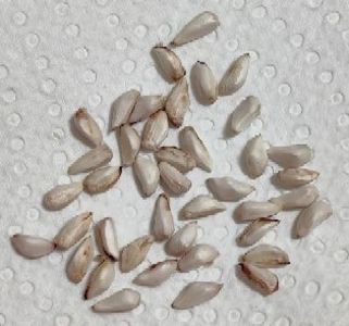 7 Martie 2025 - RODIU - plante din seminte