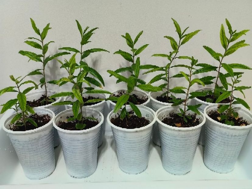 11 Iunie 2025 - RODIU - plante din seminte