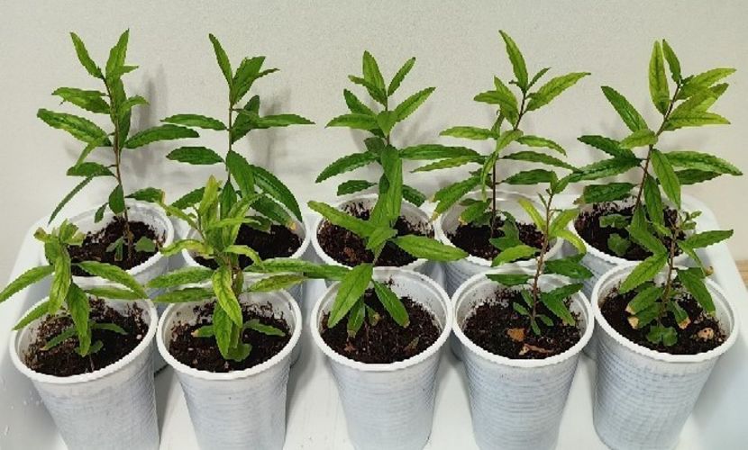  - RODIU - plante din seminte