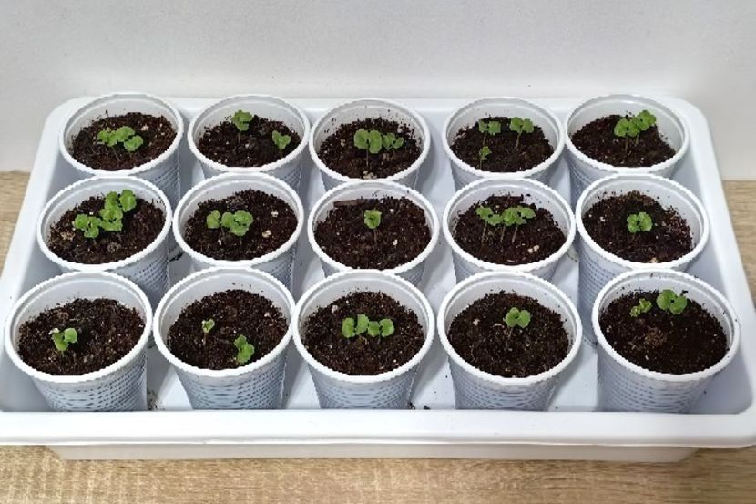 1 Aprilie 2025 - RODIU - plante din seminte