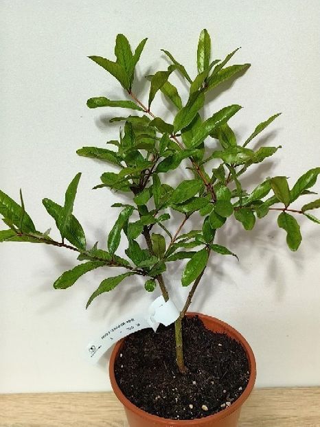 Rodiu pitic NANA - RODIU NANA