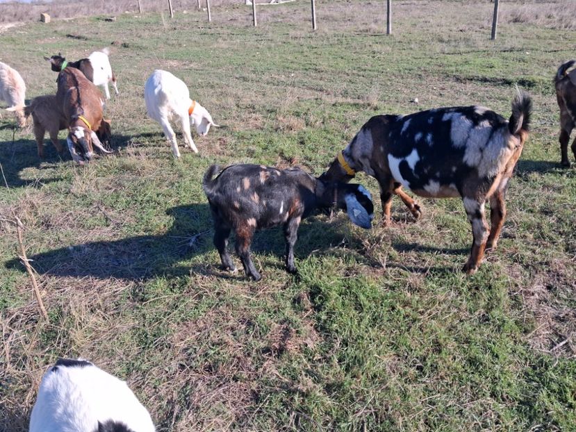 Capra anglonubiana din 2023 cu iada - Capre Anglonubiene 2025