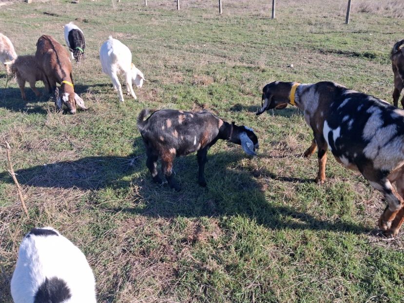  - Capre Anglonubiene 2025