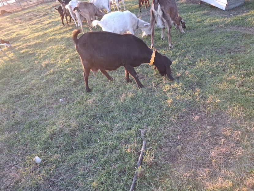 Anglonubiana Isaura. - Capre Anglonubiene 2025