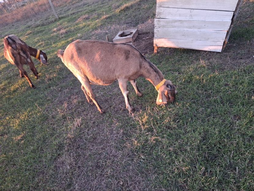 Capra anglonubiana Cehia - Capre Anglonubiene 2025