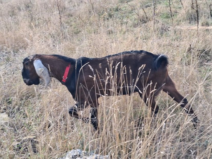 Cezar - Capre Anglonubiene 2025-Țapi