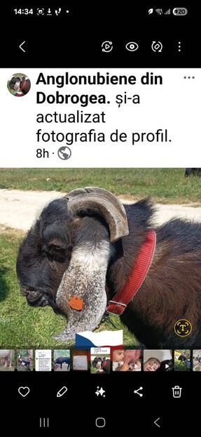 Rambo - Capre Anglonubiene 2025-Țapi