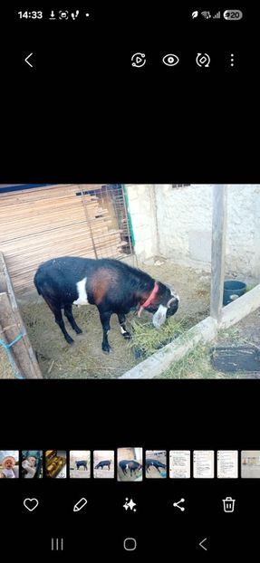  - Capre Anglonubiene 2025-Țapi