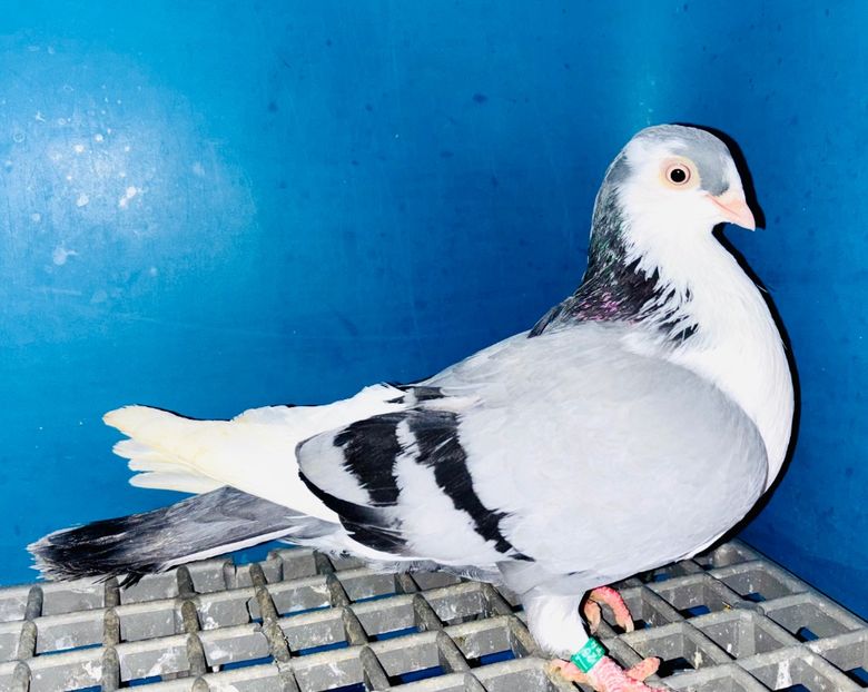 5036  femelă  2025 - Jucători de Galați