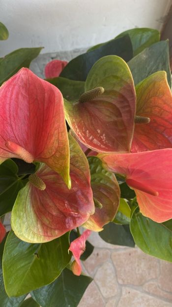 9241e676-7758-43be-945a-ce3c08342e4e - AAAA Florile 2025