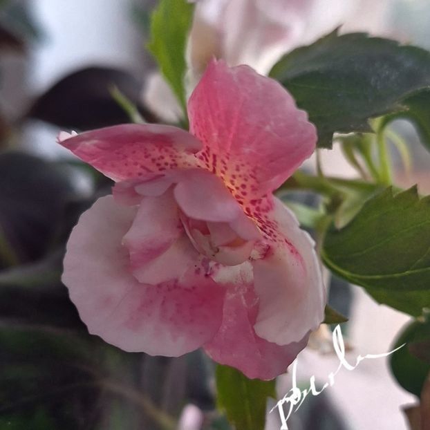 Luke Leung - A Pachet nr 11 rezervat