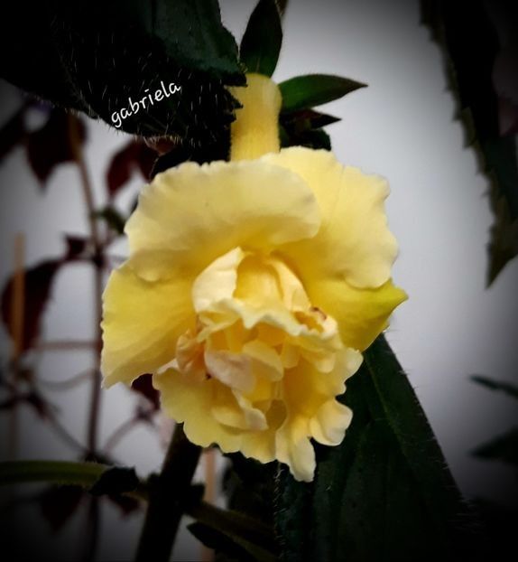 XA Golden Bells - A Pachet nr 11 rezervat