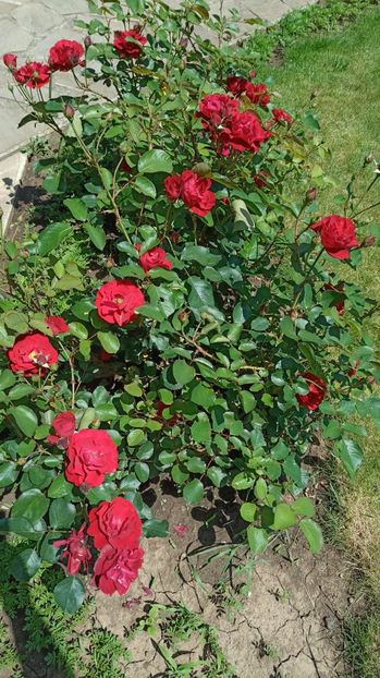 ce74d785-040f-44dd-9e2a-e3354811d00e - AAAA Florile 2025