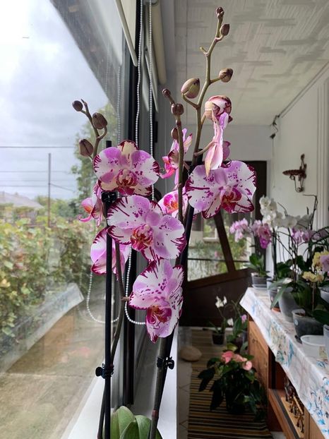 78dced1d-06a6-4c97-bb0b-ec2ffa178ae5 - AAAA Florile 2025