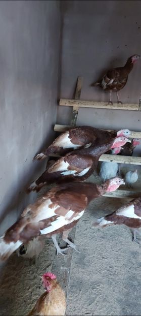 Screenshot_20260103_164001_Gallery - Curci red bourbon!