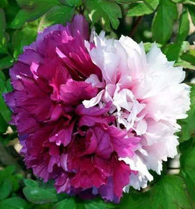 Suffruticosa Twin Beauty (Er Qiao)88 - BUJORI de vanzare-2026