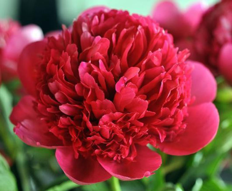 belgravia4 - BUJORI de vanzare-2026