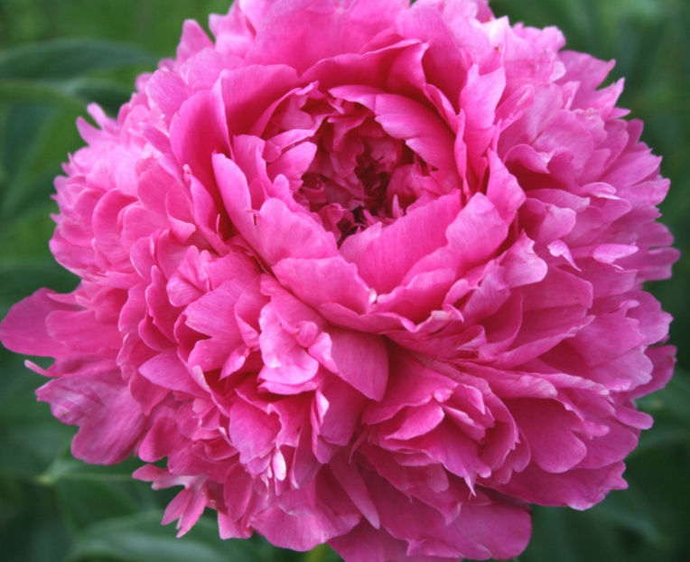 Glory Hallelujah - BUJORI de vanzare-2026