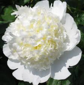 Bridal Shower - BUJORI de vanzare-2026