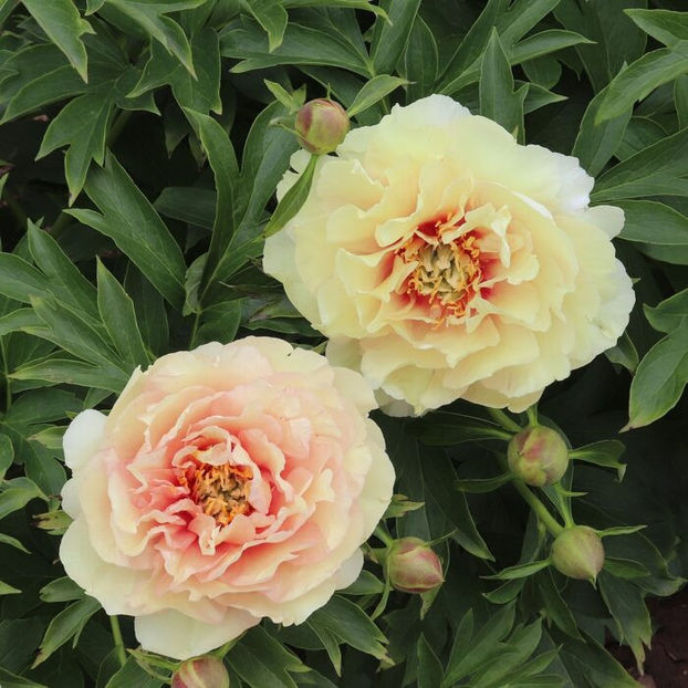 Canary-Brilliants-5-700x700 - BUJORI de vanzare-2026