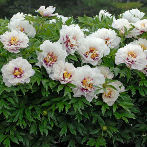 Cora-Louise-it - BUJORI de vanzare-2026