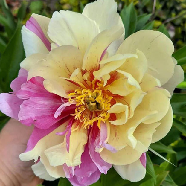 Lemon Dream - BUJORI de vanzare-2026