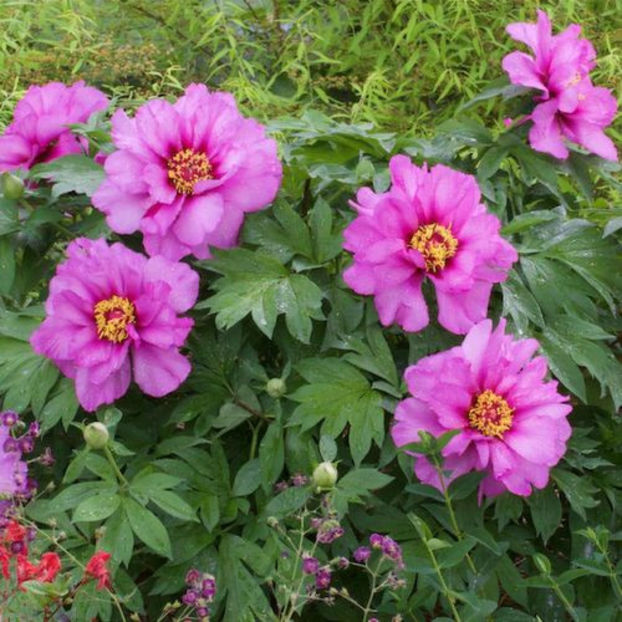 Morning-Lilac - BUJORI de vanzare-2026