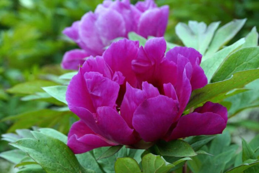 Paeonia-itoh-Purple-Sensation- - BUJORI de vanzare-2026